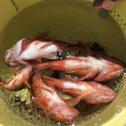 泉州丸さんでアジ