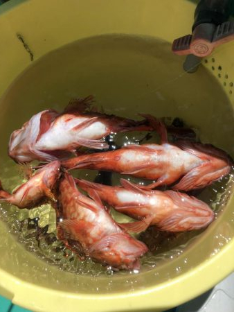 泉州丸さんでアジ