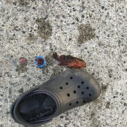 令和初のサビキ、豆アジ