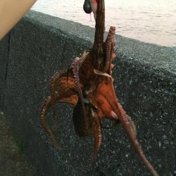 夕方2時間オクトパッシング!