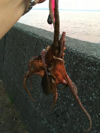 夕方2時間オクトパッシング!