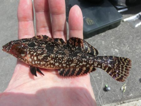 根魚の活性も上がってきました