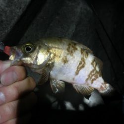 久し振りにライトワインド