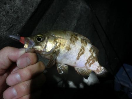 久し振りにライトワインド