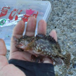 ヒラマサ稚児わく