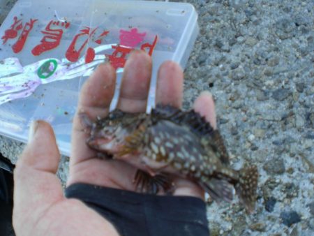 ヒラマサ稚児わく