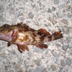 途中でカメラ不調