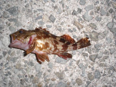 途中でカメラ不調