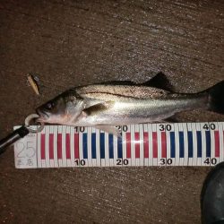 雨と風とシーバス