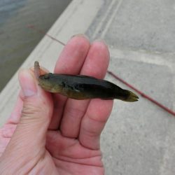 激渋テナガエビ