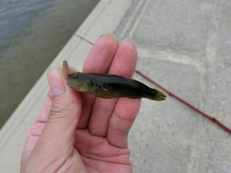 激渋テナガエビ