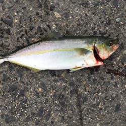 ツバスでっかくなってきた