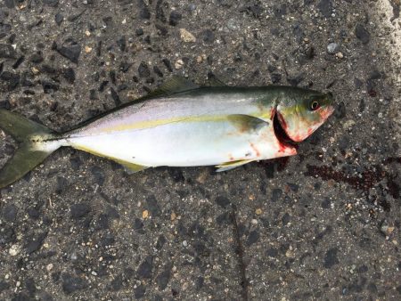 ツバスでっかくなってきた