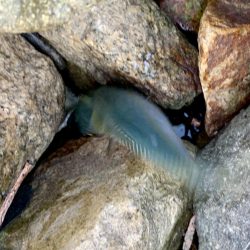 淀川でシーバス & ツバス