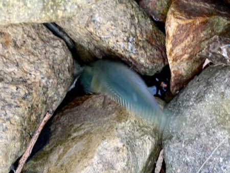 淀川でシーバス & ツバス