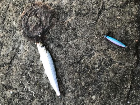 ジグサビキ=爆釣