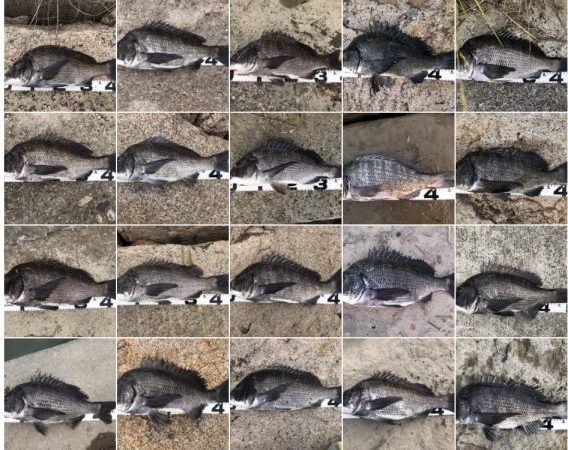 イチノ兄弟、釣果！