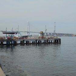 クロダイ遠くギマ登場