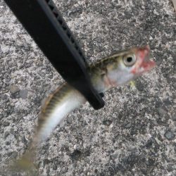 アタリは多かった