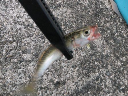 アタリは多かった