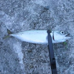 アジング好調キープ