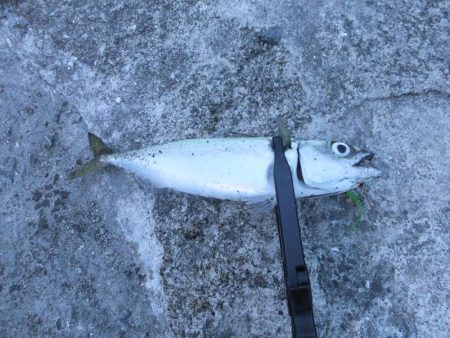 アジング好調キープ