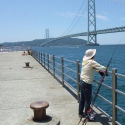 今期初サヨリは良型が連発