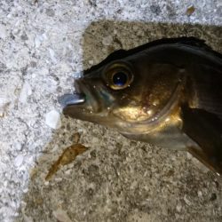 やっぱりメバル