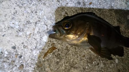 やっぱりメバル