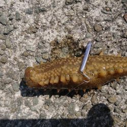 岸壁際のマイクロジギング