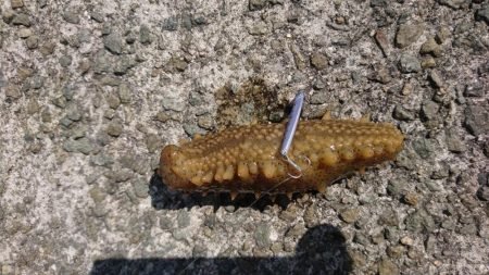 岸壁際のマイクロジギング