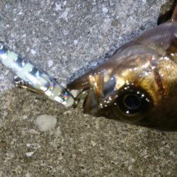 今夜も梅雨メバル