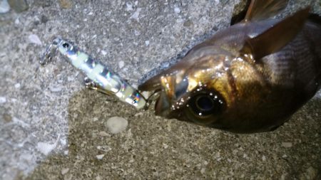 今夜も梅雨メバル