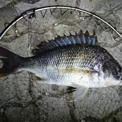 花市場公園でのエビ撒き釣りの釣果