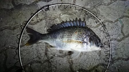 花市場公園でのエビ撒き釣りの釣果