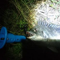 またまたチニング