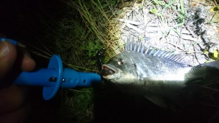 またまたチニング