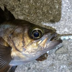 サバ狙いでメバリング？！