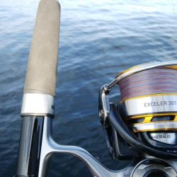 ツバス&ブリ狙い釣行