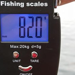 アオリ、キロ達成成らず。