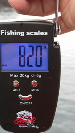 アオリ、キロ達成成らず。