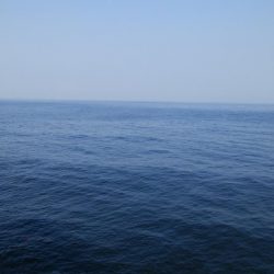 今日は泉大津エリア釣行