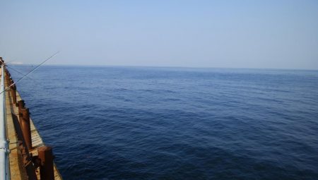 今日は泉大津エリア釣行