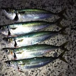 今シーズン初の大サバ狙い！