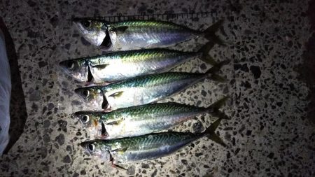 今シーズン初の大サバ狙い！