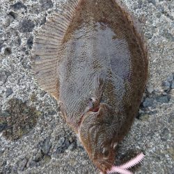 投げ釣り合間にカレイング