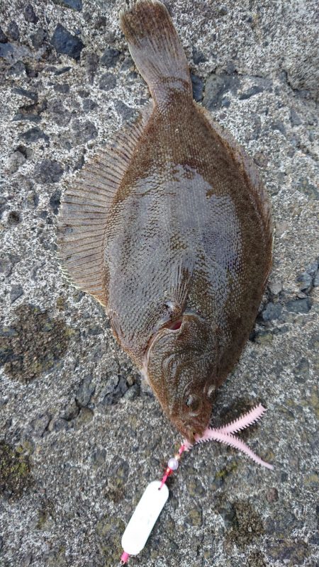 投げ釣り合間にカレイング