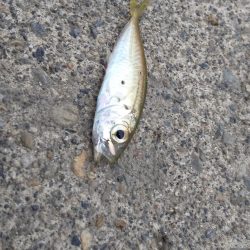 コウイカ狙いでタコ