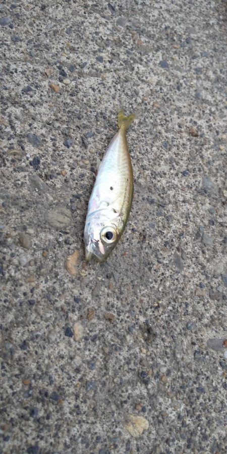 コウイカ狙いでタコ