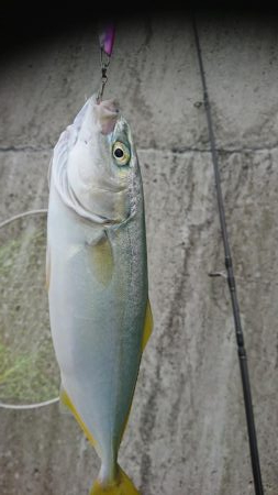 ライトショアジギング